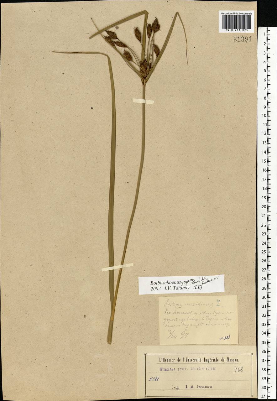 Bolboschoenus yagara (Ohwi) Y.C.Yang & M.Zhan, Eastern Europe, Moscow region (E4a) (Russia)