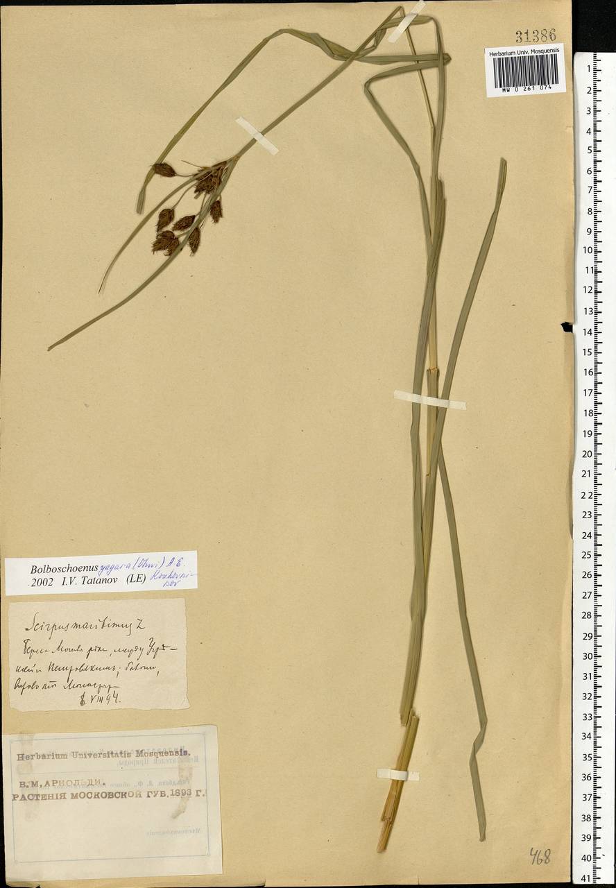 Bolboschoenus yagara (Ohwi) Y.C.Yang & M.Zhan, Eastern Europe, Moscow region (E4a) (Russia)