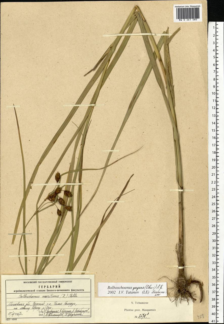 Bolboschoenus yagara (Ohwi) Y.C.Yang & M.Zhan, Eastern Europe, Moscow region (E4a) (Russia)