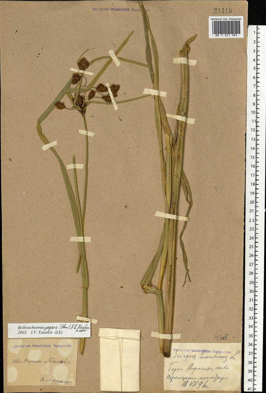 Bolboschoenus yagara (Ohwi) Y.C.Yang & M.Zhan, Eastern Europe, Central forest-and-steppe region (E6) (Russia)