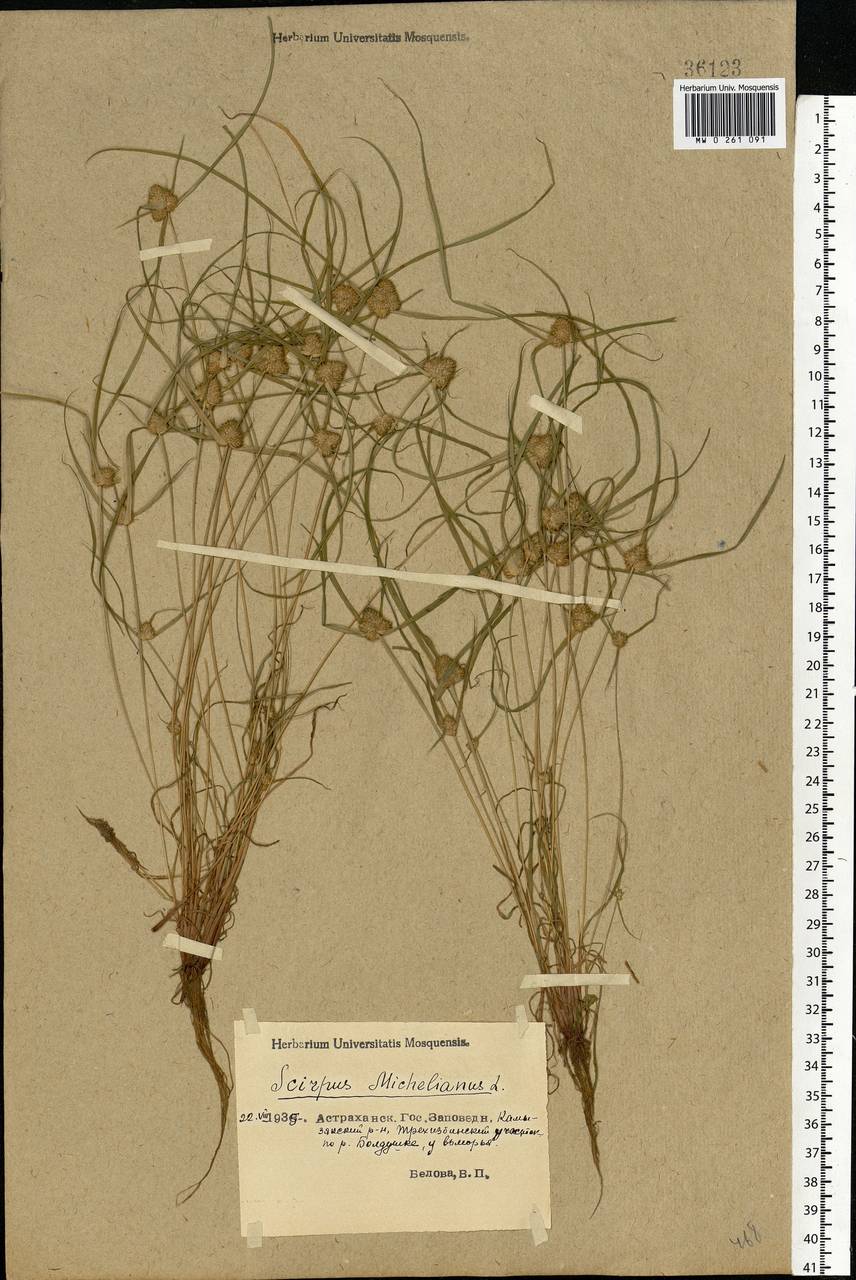 Cyperus michelianus (L.) Delile, Eastern Europe, Lower Volga region (E9) (Russia)