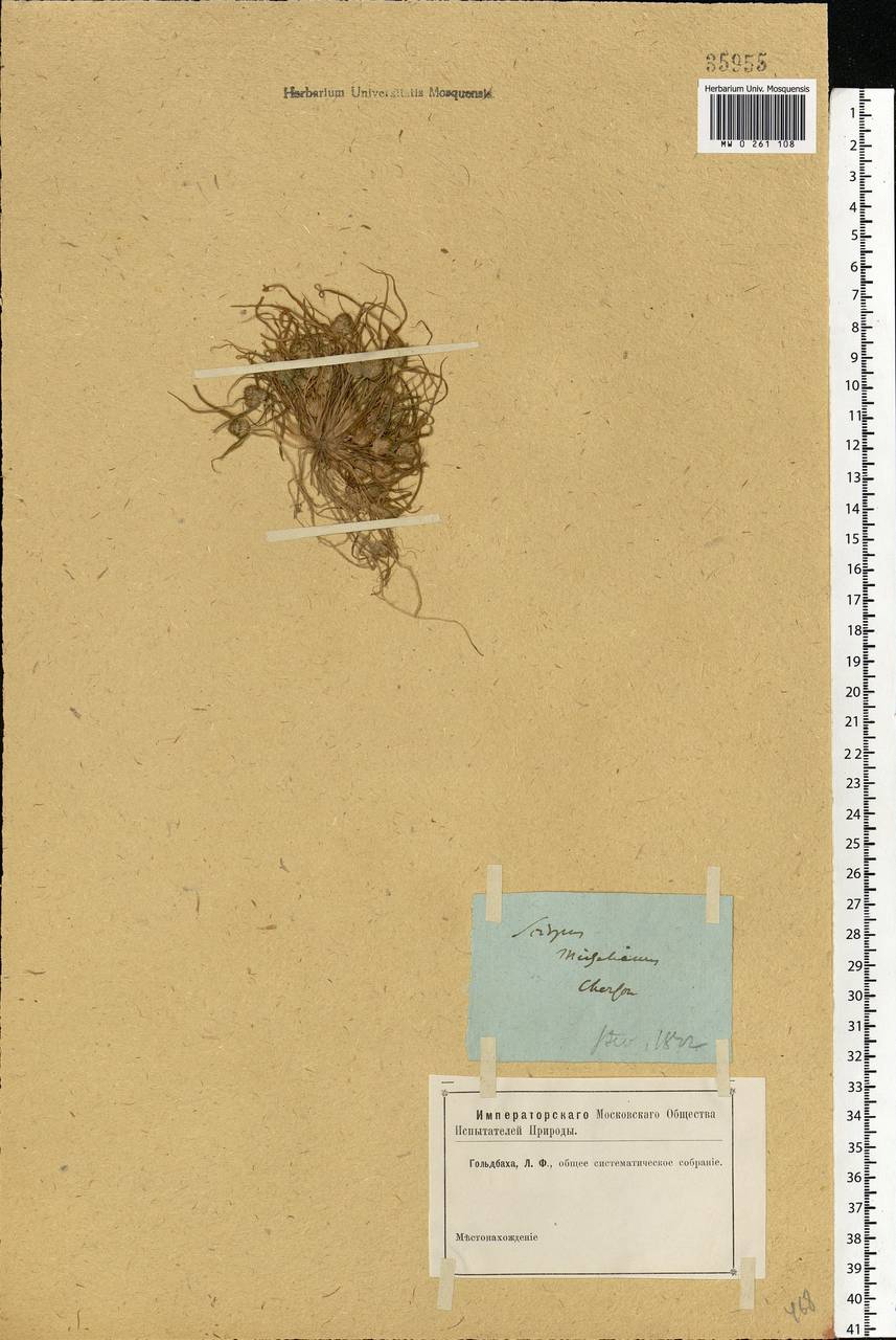 Cyperus michelianus (L.) Delile, Eastern Europe, South Ukrainian region (E12) (Ukraine)