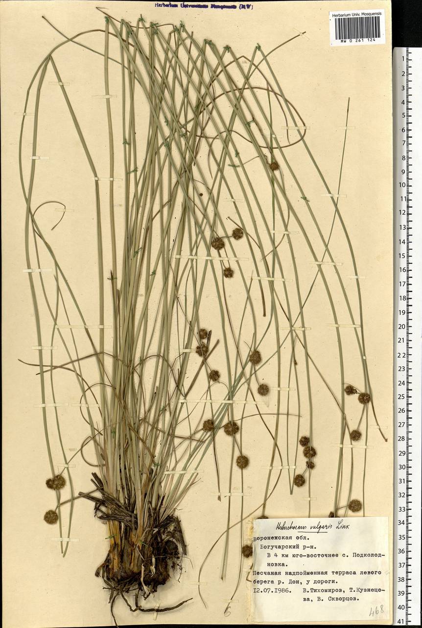 Scirpoides holoschoenus (L.) Soják, Eastern Europe, Central forest-and-steppe region (E6) (Russia)