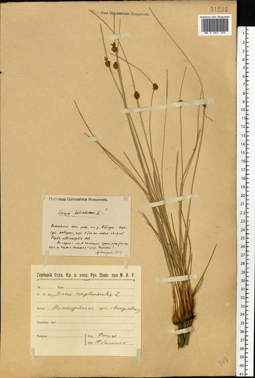 Scirpoides holoschoenus (L.) Soják, Eastern Europe, Volga-Kama region (E7) (Russia)