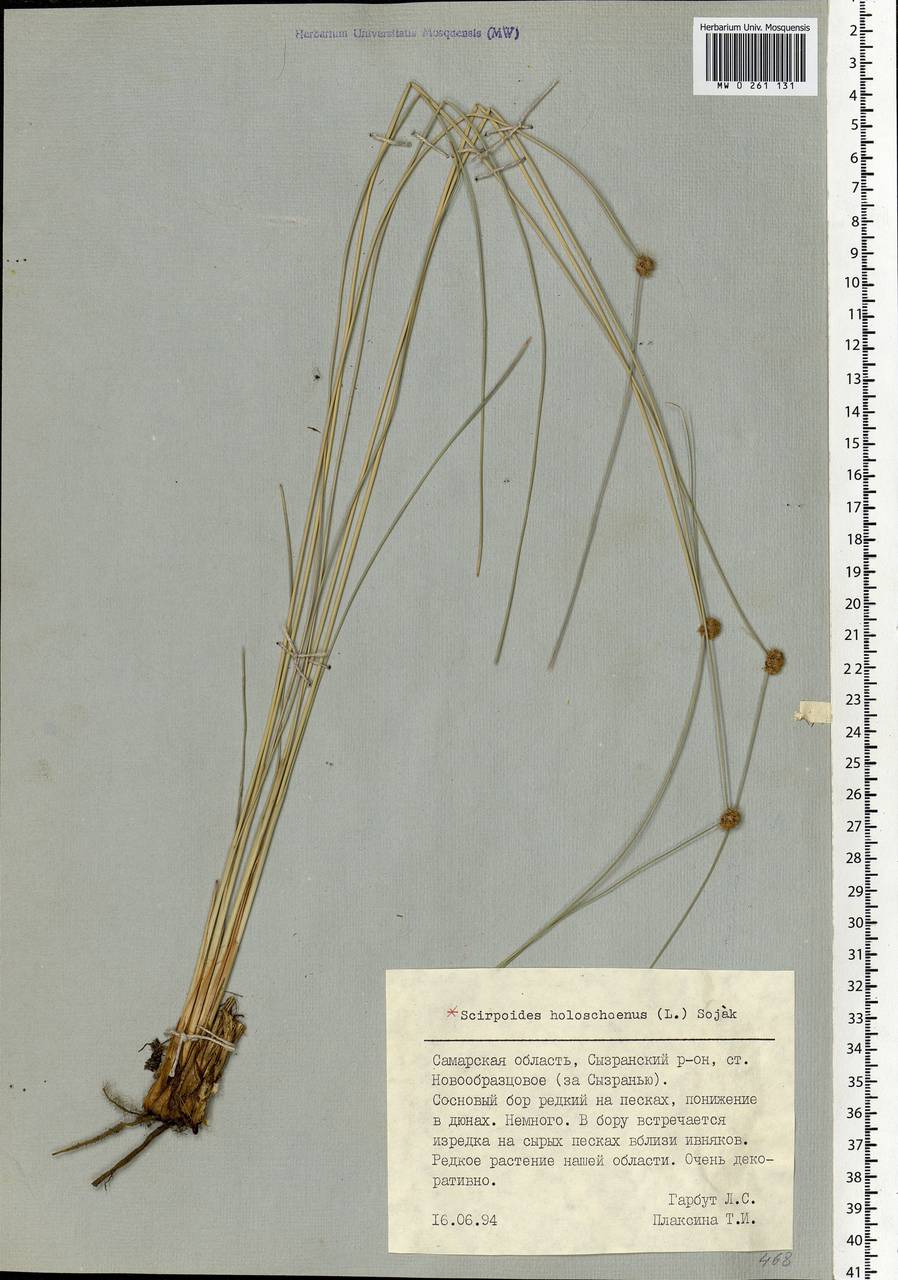 Scirpoides holoschoenus (L.) Soják, Eastern Europe, Middle Volga region (E8) (Russia)