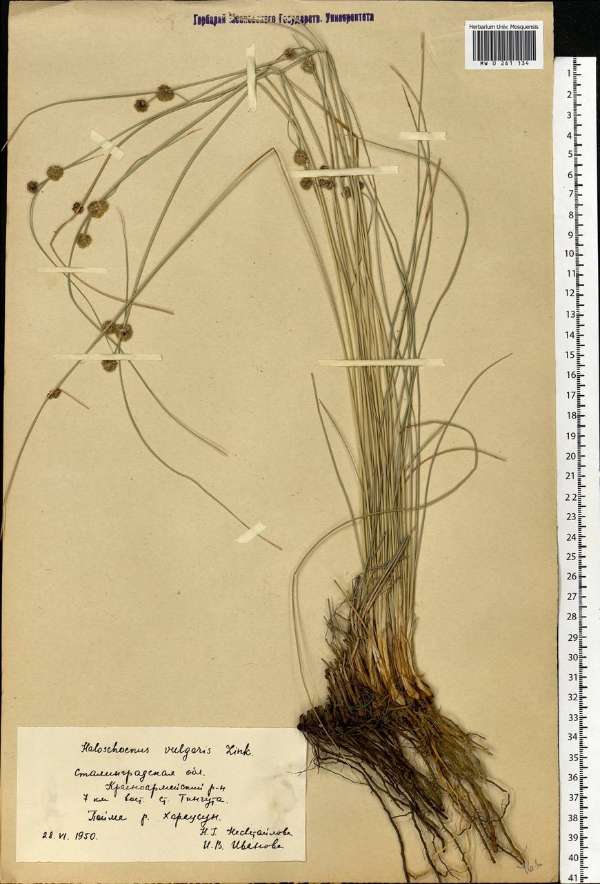 Scirpoides holoschoenus (L.) Soják, Eastern Europe, Lower Volga region (E9) (Russia)