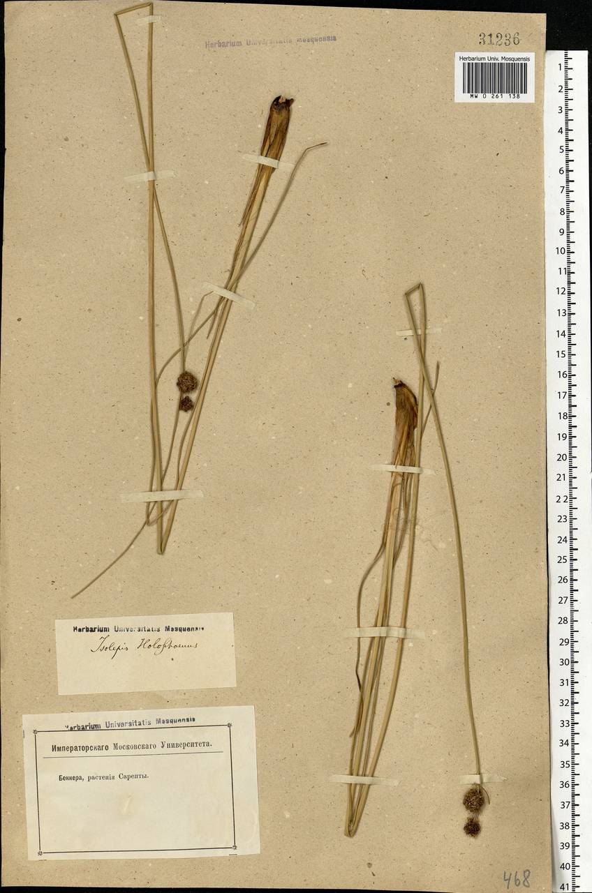 Scirpoides holoschoenus (L.) Soják, Eastern Europe, Lower Volga region (E9) (Russia)