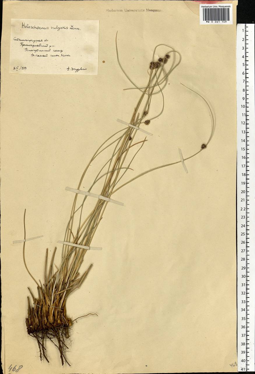 Scirpoides holoschoenus (L.) Soják, Eastern Europe, Lower Volga region (E9) (Russia)