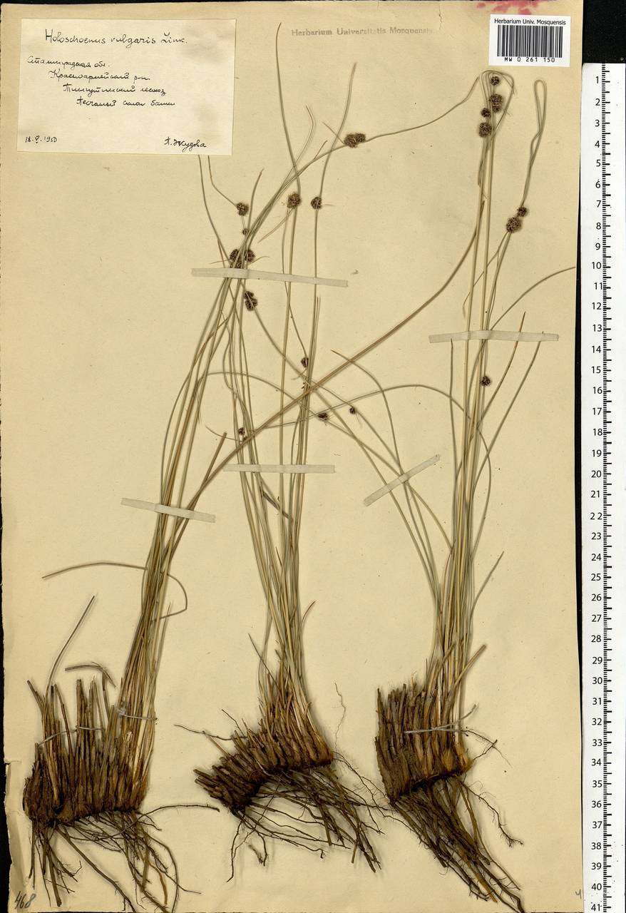 Scirpoides holoschoenus (L.) Soják, Eastern Europe, Lower Volga region (E9) (Russia)