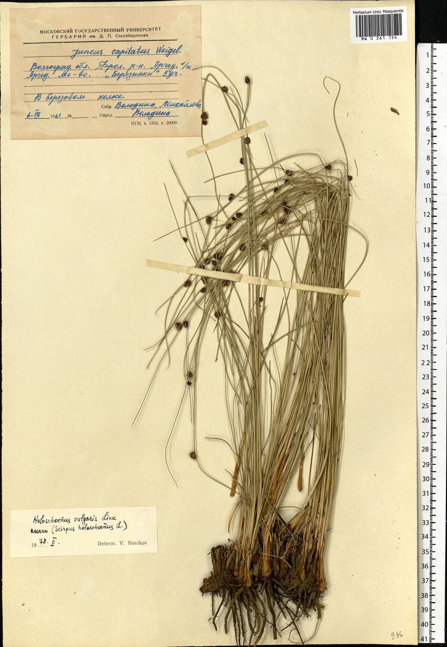 Scirpoides holoschoenus (L.) Soják, Eastern Europe, Lower Volga region (E9) (Russia)