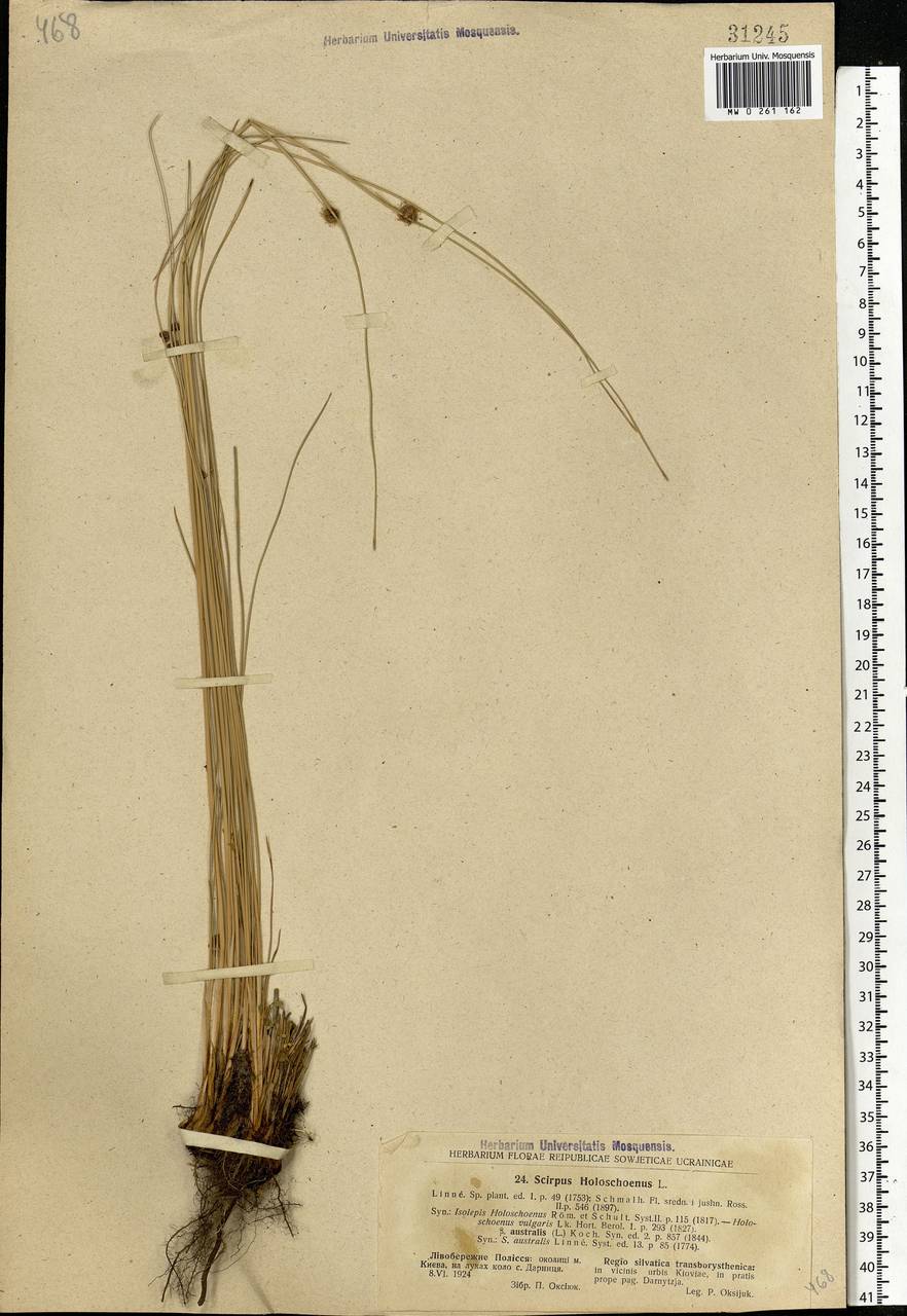 Scirpoides holoschoenus (L.) Soják, Eastern Europe, North Ukrainian region (E11) (Ukraine)