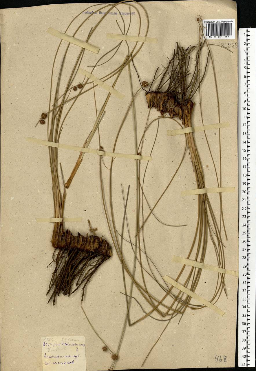 Scirpoides holoschoenus (L.) Soják, Eastern Europe, South Ukrainian region (E12) (Ukraine)