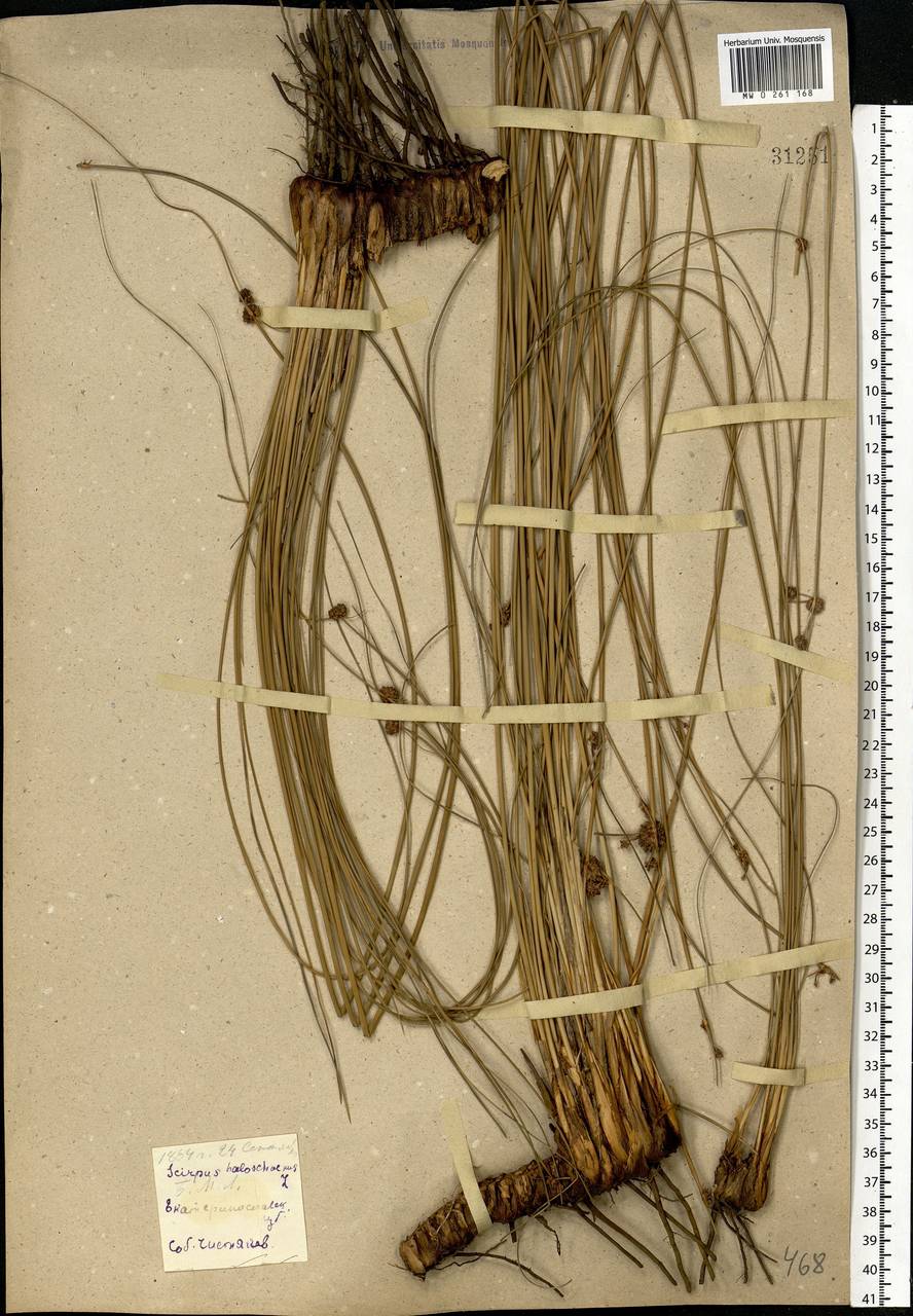 Scirpoides holoschoenus (L.) Soják, Eastern Europe, South Ukrainian region (E12) (Ukraine)