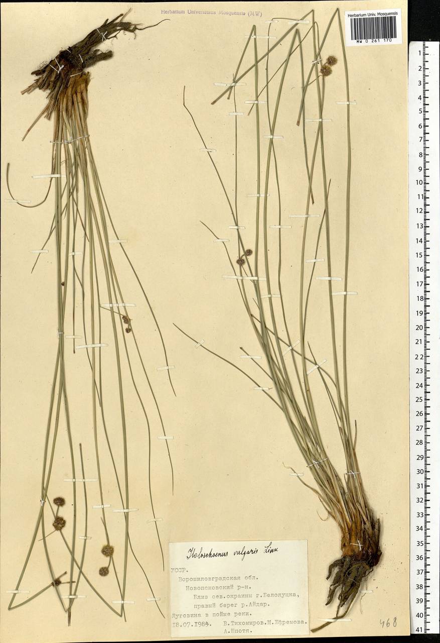 Scirpoides holoschoenus (L.) Soják, Eastern Europe, North Ukrainian region (E11) (Ukraine)