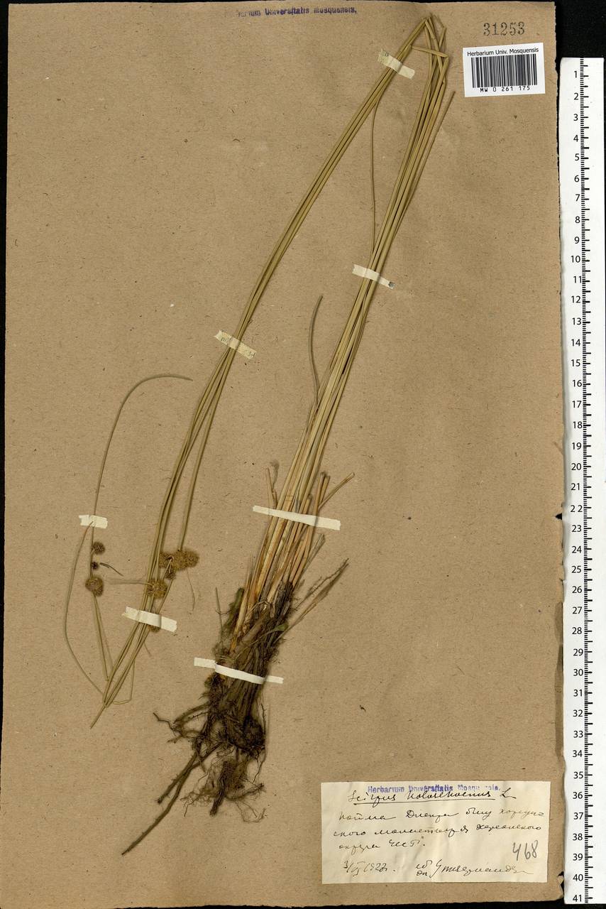 Scirpoides holoschoenus (L.) Soják, Eastern Europe, South Ukrainian region (E12) (Ukraine)