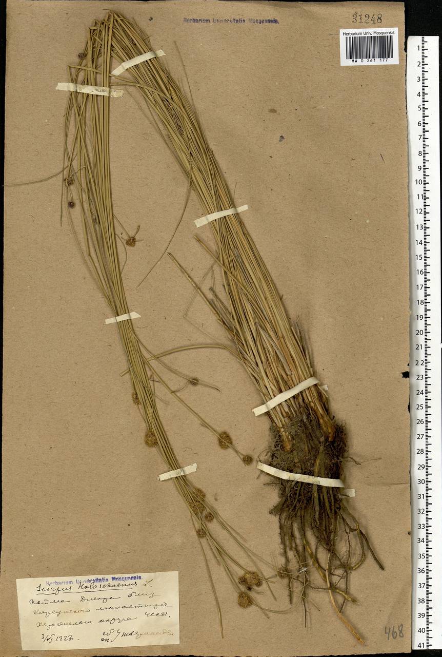 Scirpoides holoschoenus (L.) Soják, Eastern Europe, South Ukrainian region (E12) (Ukraine)