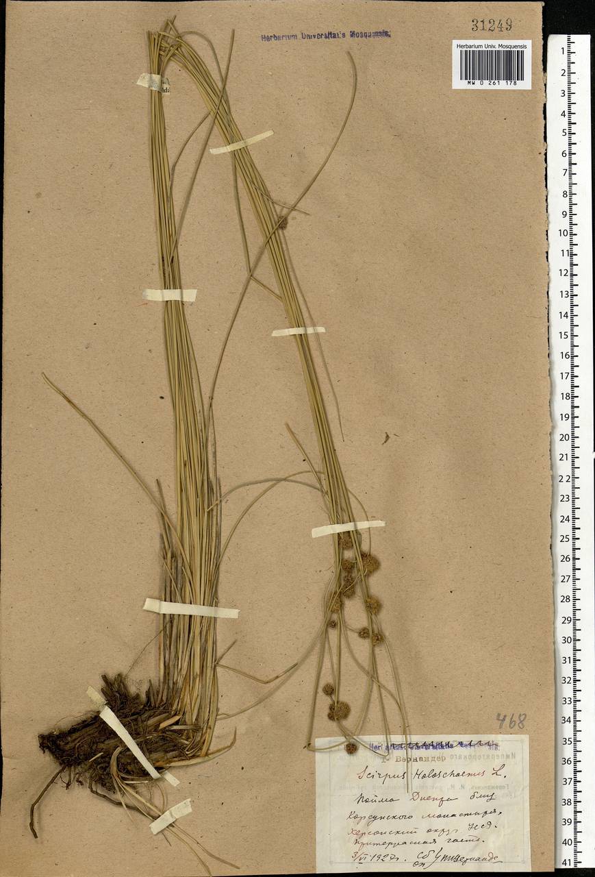 Scirpoides holoschoenus (L.) Soják, Eastern Europe, South Ukrainian region (E12) (Ukraine)