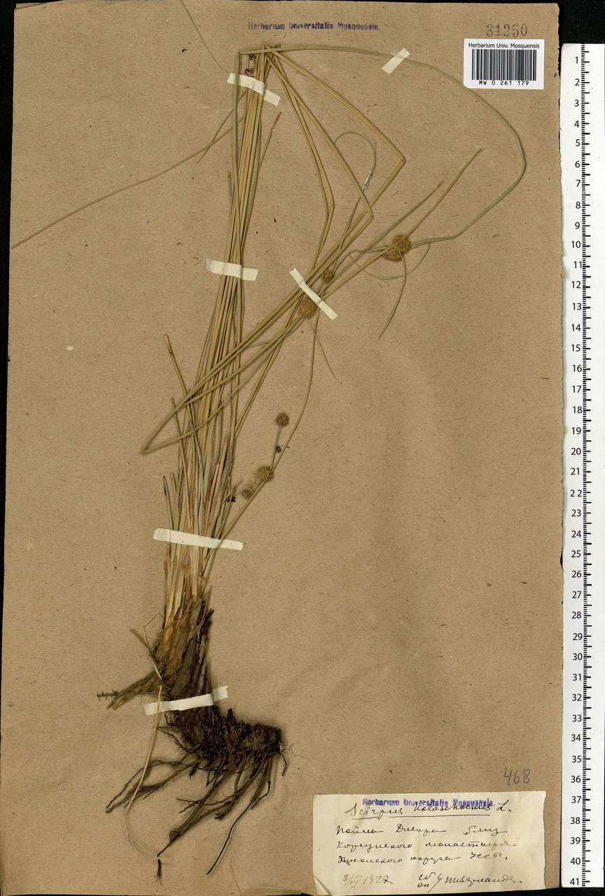 Scirpoides holoschoenus (L.) Soják, Eastern Europe, South Ukrainian region (E12) (Ukraine)