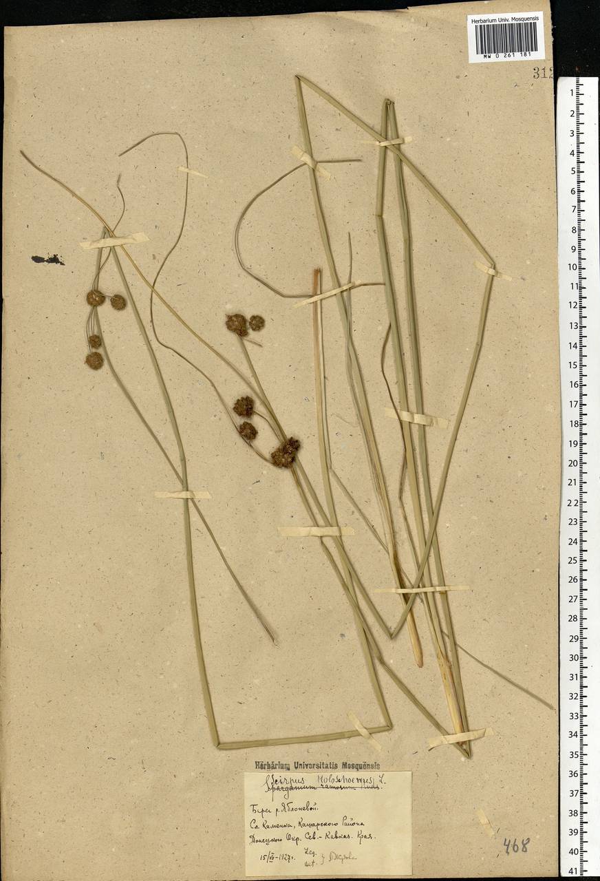 Scirpoides holoschoenus (L.) Soják, Eastern Europe, Rostov Oblast (E12a) (Russia)