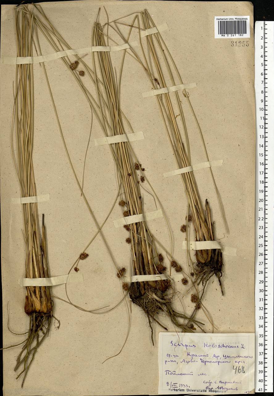 Scirpoides holoschoenus (L.) Soják, Eastern Europe, Rostov Oblast (E12a) (Russia)