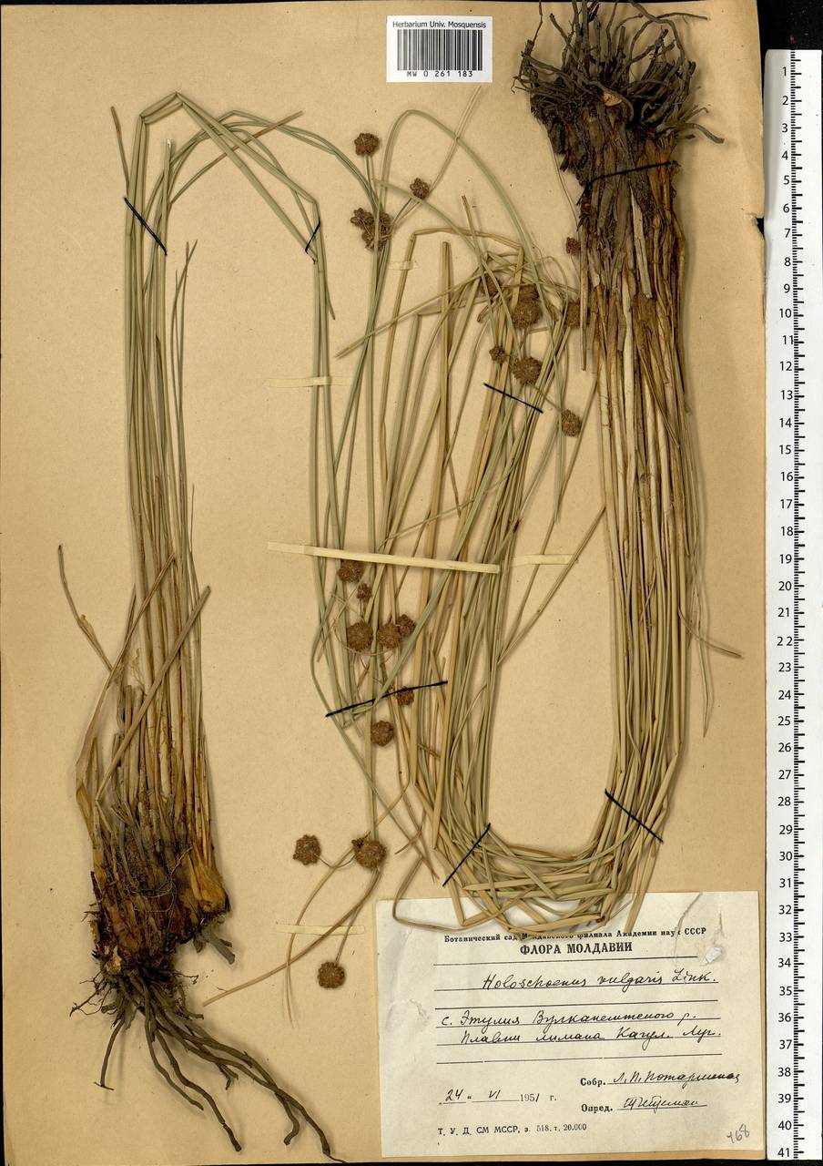 Scirpoides holoschoenus (L.) Soják, Eastern Europe, Moldova (E13a) (Moldova)