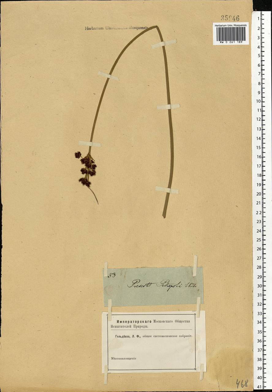 Scirpus, Eastern Europe, North-Western region (E2) (Russia)