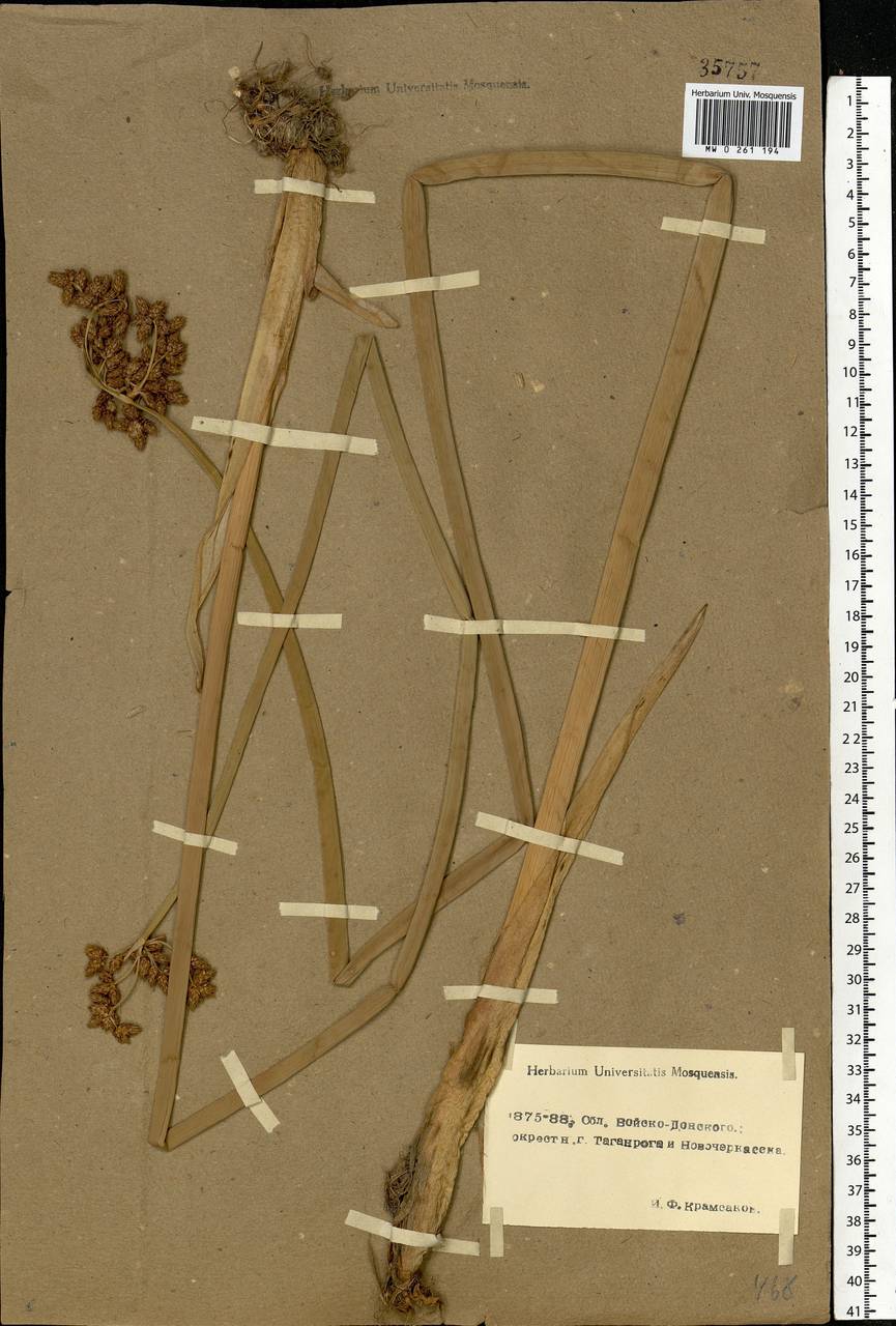 Scirpus, Eastern Europe, Rostov Oblast (E12a) (Russia)