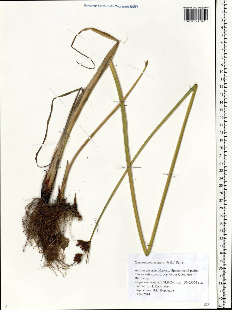 Schoenoplectus lacustris (L.) Palla, Eastern Europe, Northern region (E1) (Russia)