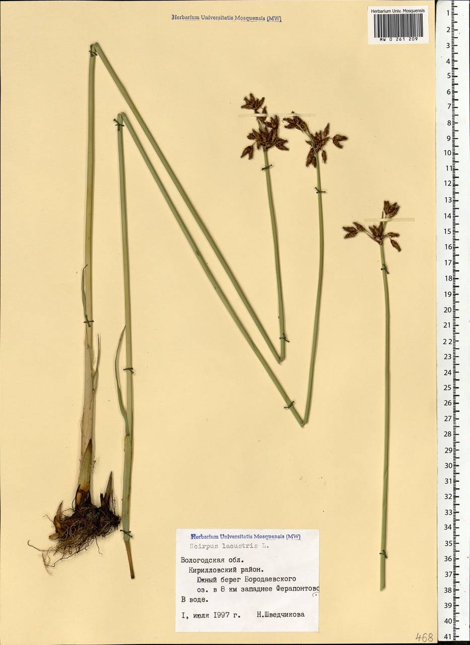 Schoenoplectus lacustris (L.) Palla, Eastern Europe, Northern region (E1) (Russia)