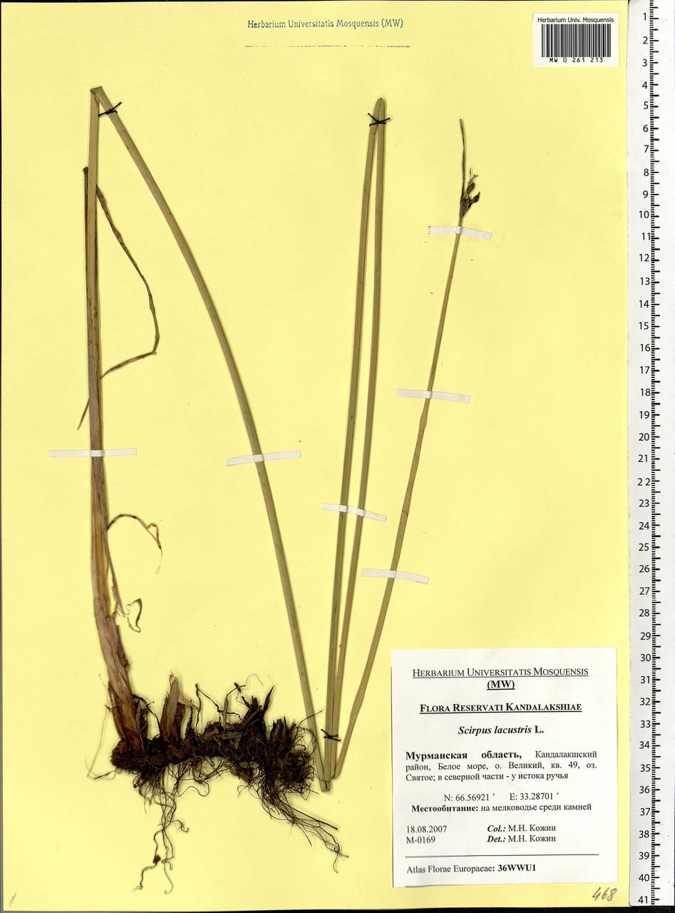 Schoenoplectus lacustris (L.) Palla, Eastern Europe, Northern region (E1) (Russia)