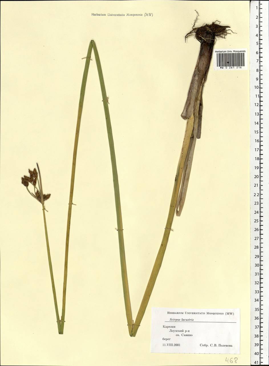 Schoenoplectus lacustris (L.) Palla, Eastern Europe, Northern region (E1) (Russia)