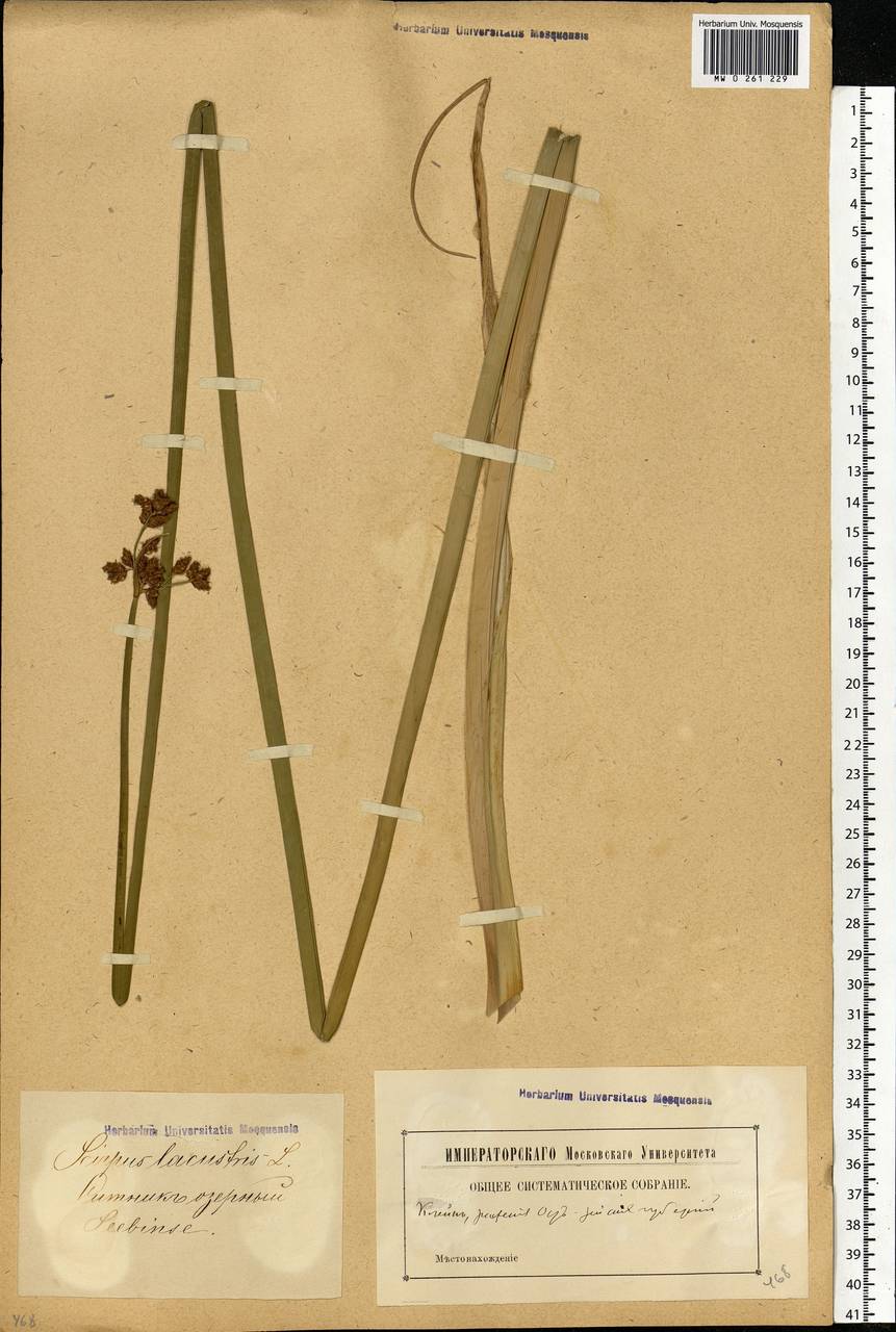 Schoenoplectus lacustris (L.) Palla, Eastern Europe, Latvia (E2b) (Latvia)