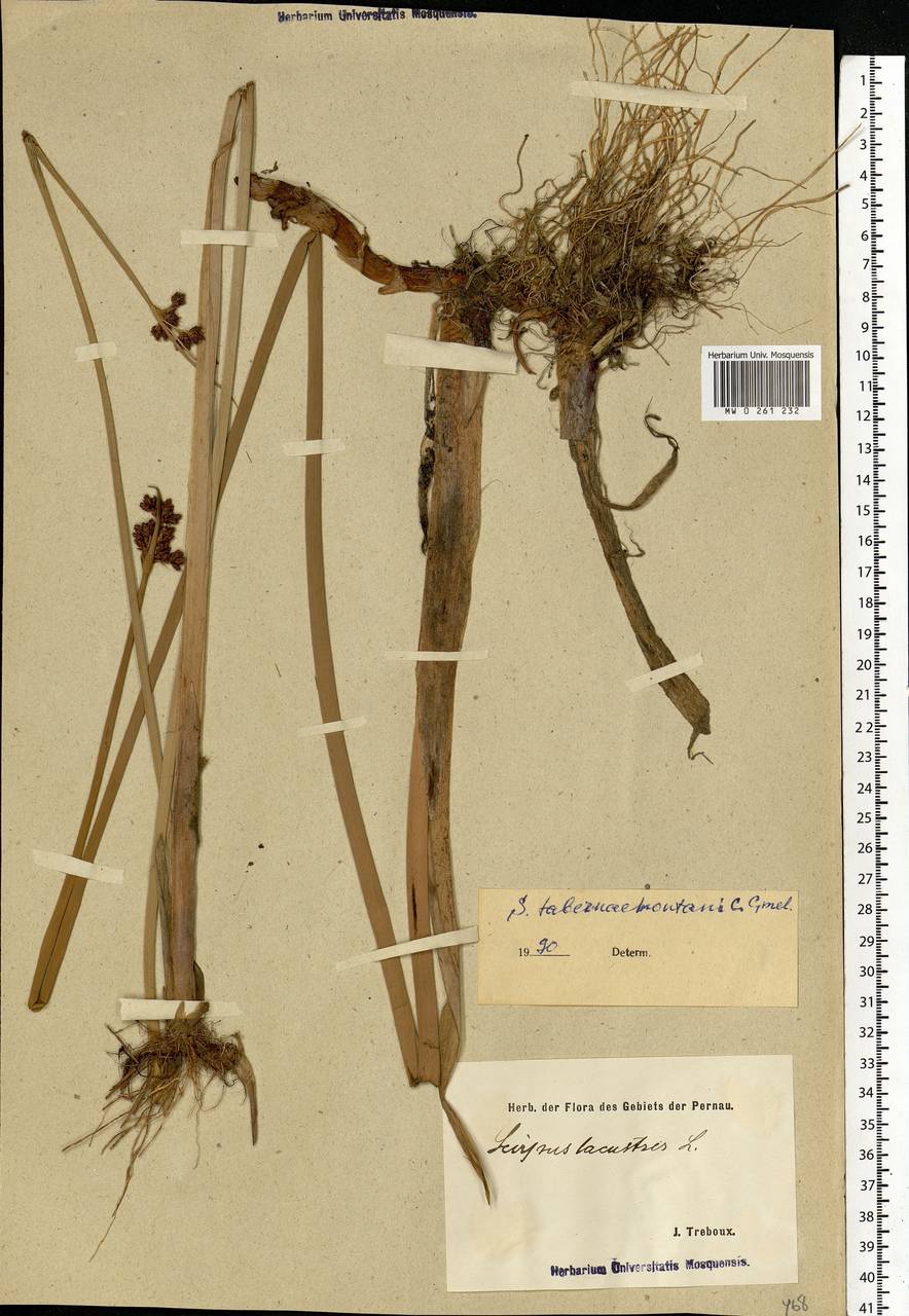 Schoenoplectus lacustris (L.) Palla, Eastern Europe, Estonia (E2c) (Estonia)