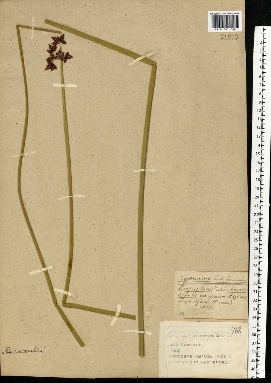Schoenoplectus lacustris (L.) Palla, Eastern Europe, Western region (E3) (Russia)