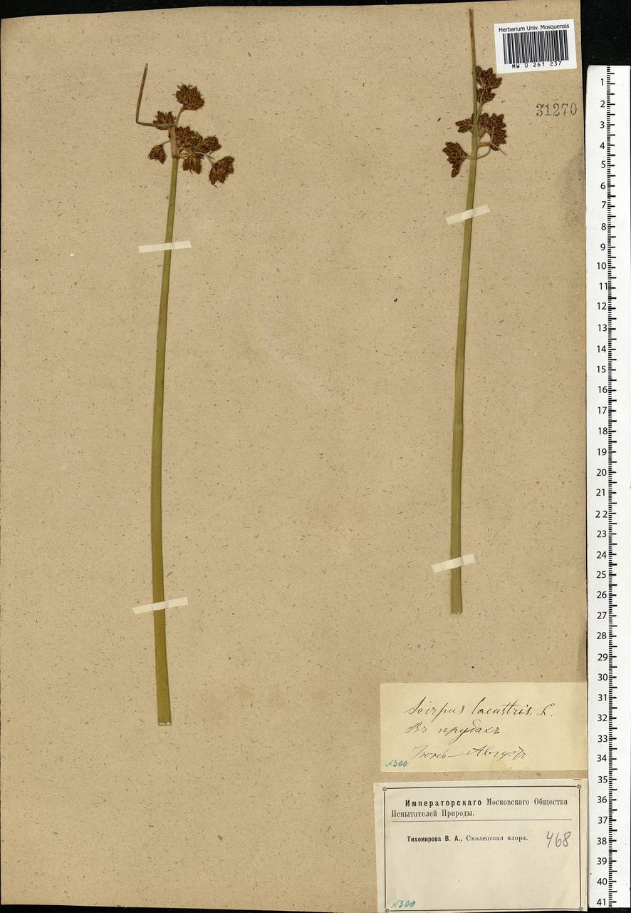 Schoenoplectus lacustris (L.) Palla, Eastern Europe, Western region (E3) (Russia)