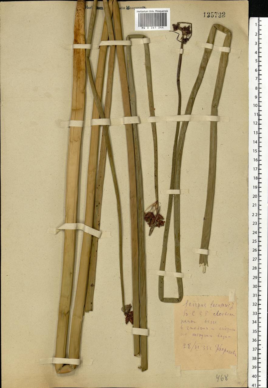 Schoenoplectus lacustris (L.) Palla, Eastern Europe, Belarus (E3a) (Belarus)