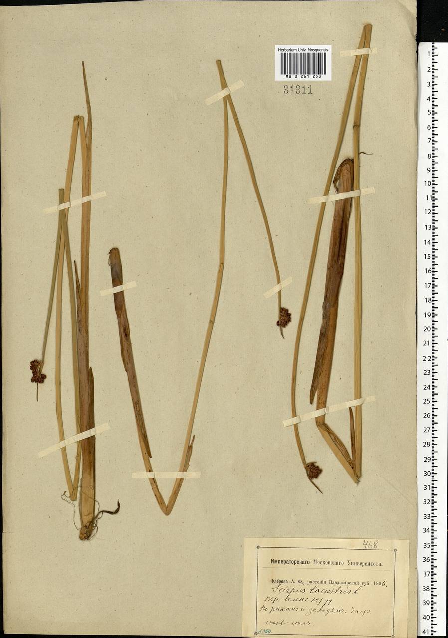 Schoenoplectus lacustris (L.) Palla, Eastern Europe, Central region (E4) (Russia)