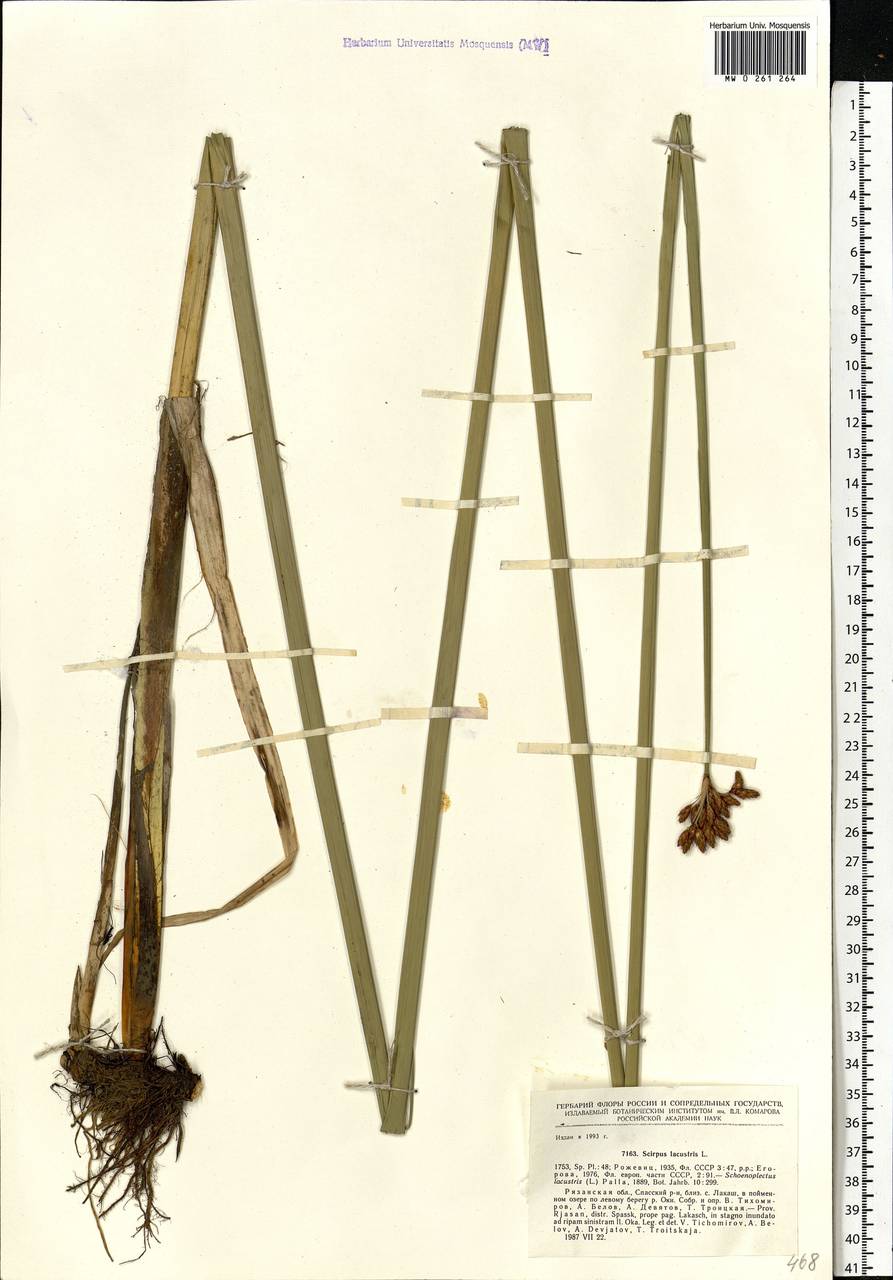 Schoenoplectus lacustris (L.) Palla, Eastern Europe, Central region (E4) (Russia)