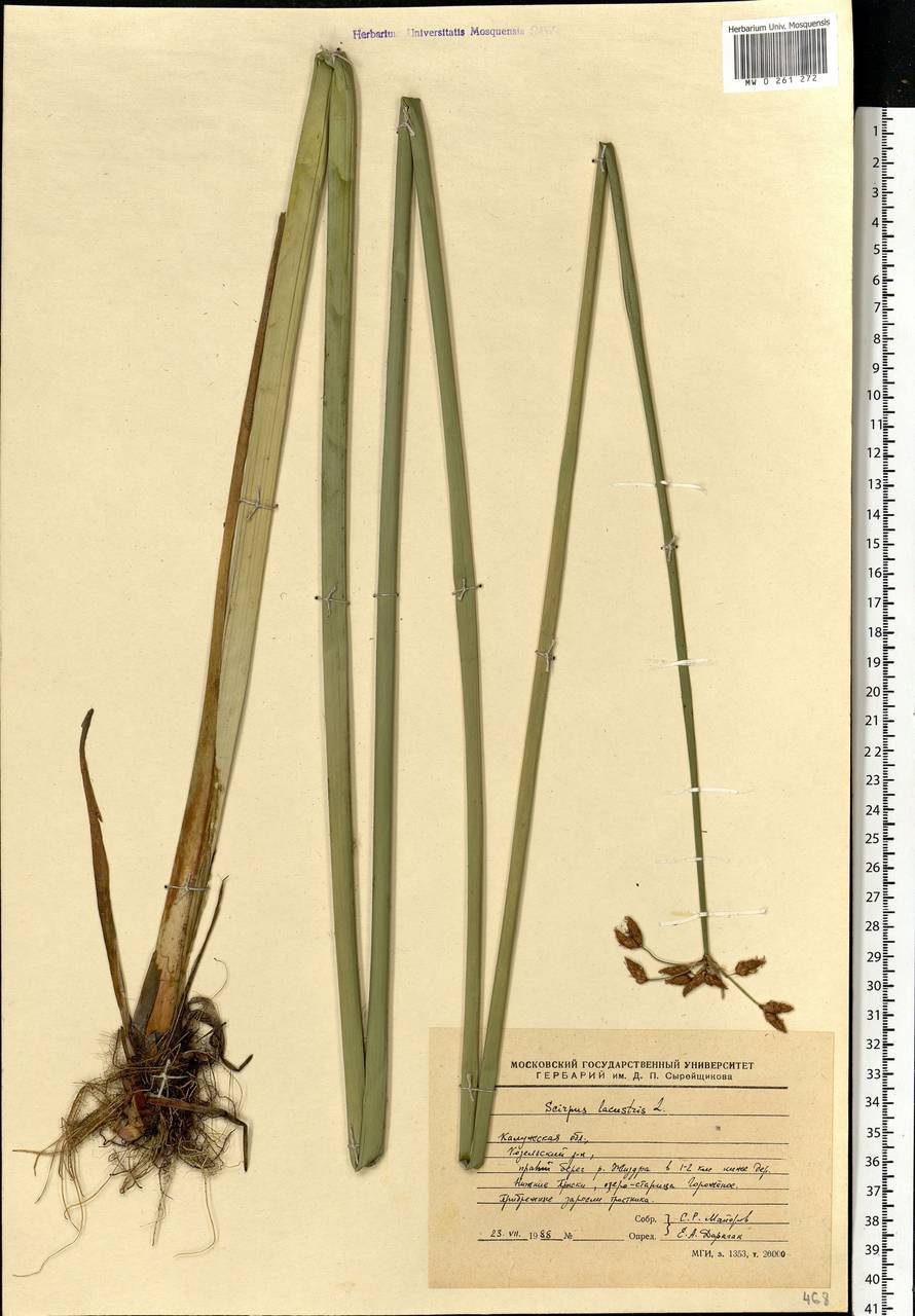 Schoenoplectus lacustris (L.) Palla, Eastern Europe, Central region (E4) (Russia)