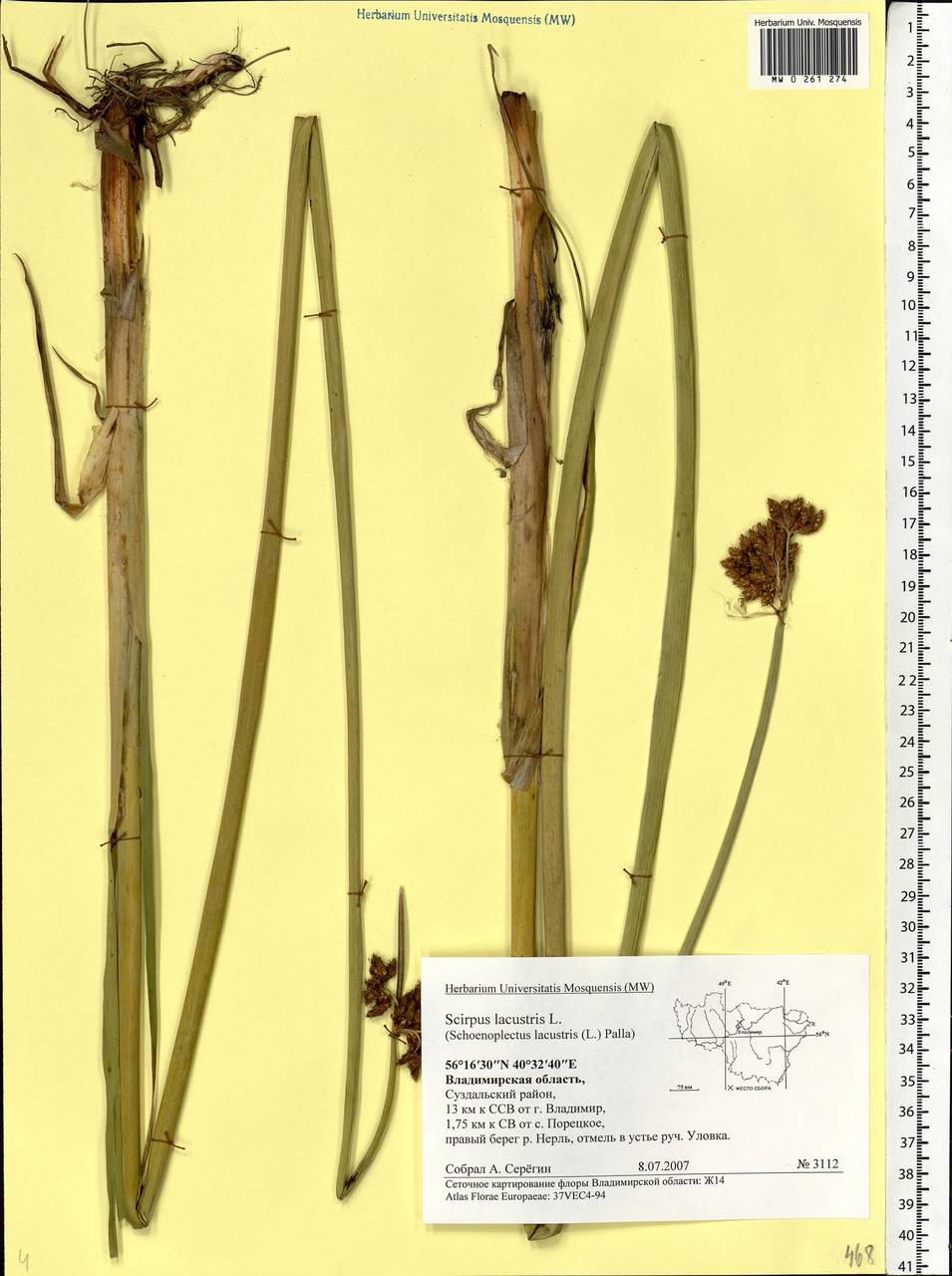 Schoenoplectus lacustris (L.) Palla, Eastern Europe, Central region (E4) (Russia)
