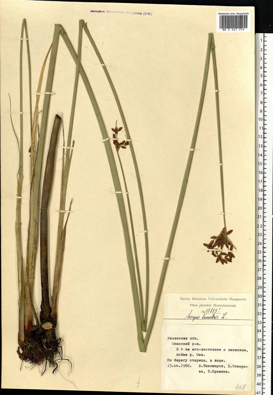 Schoenoplectus lacustris (L.) Palla, Eastern Europe, Central region (E4) (Russia)