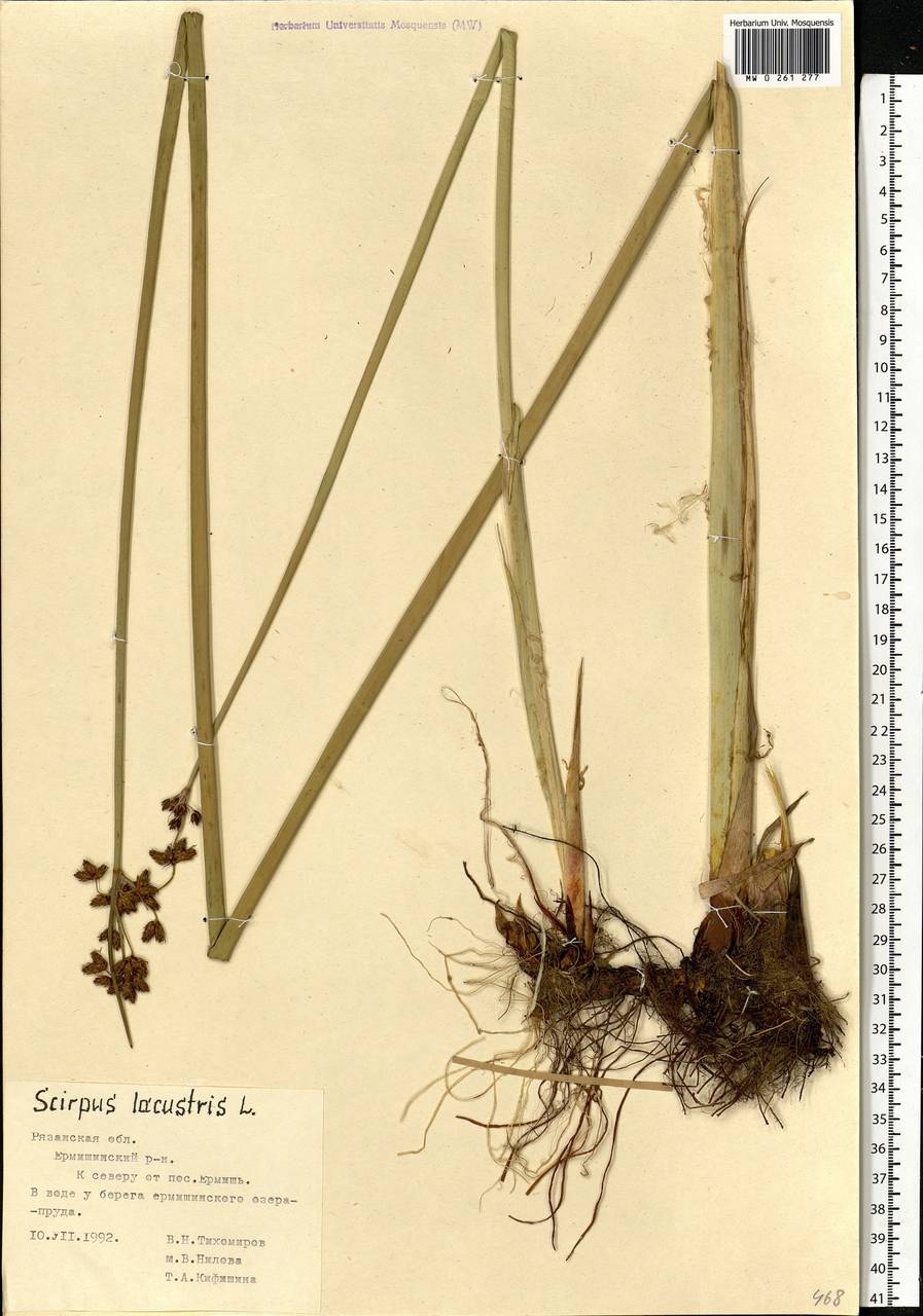 Schoenoplectus lacustris (L.) Palla, Eastern Europe, Central region (E4) (Russia)