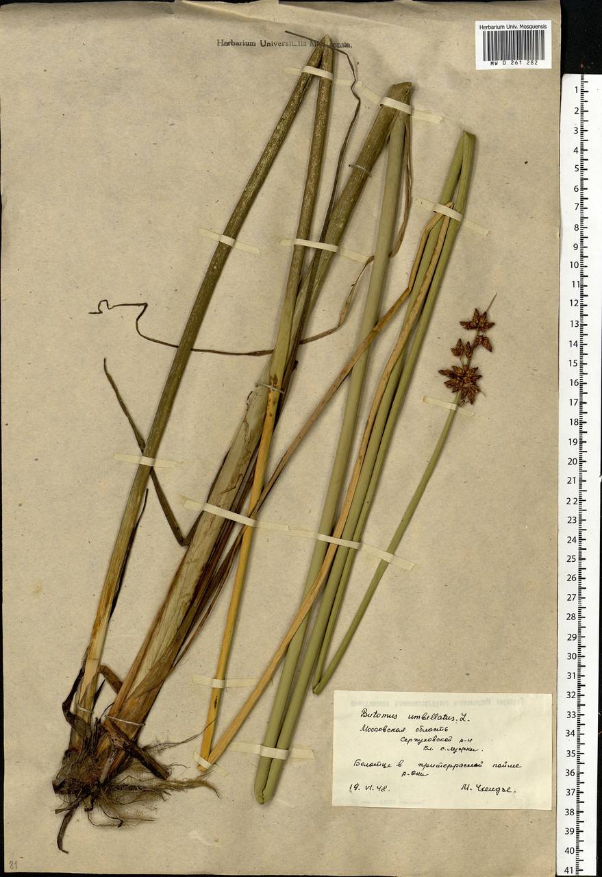 Schoenoplectus lacustris (L.) Palla, Eastern Europe, Moscow region (E4a) (Russia)