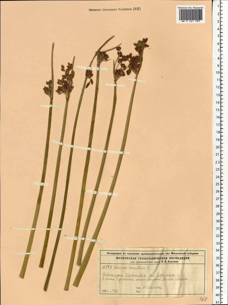 Schoenoplectus lacustris (L.) Palla, Eastern Europe, Moscow region (E4a) (Russia)