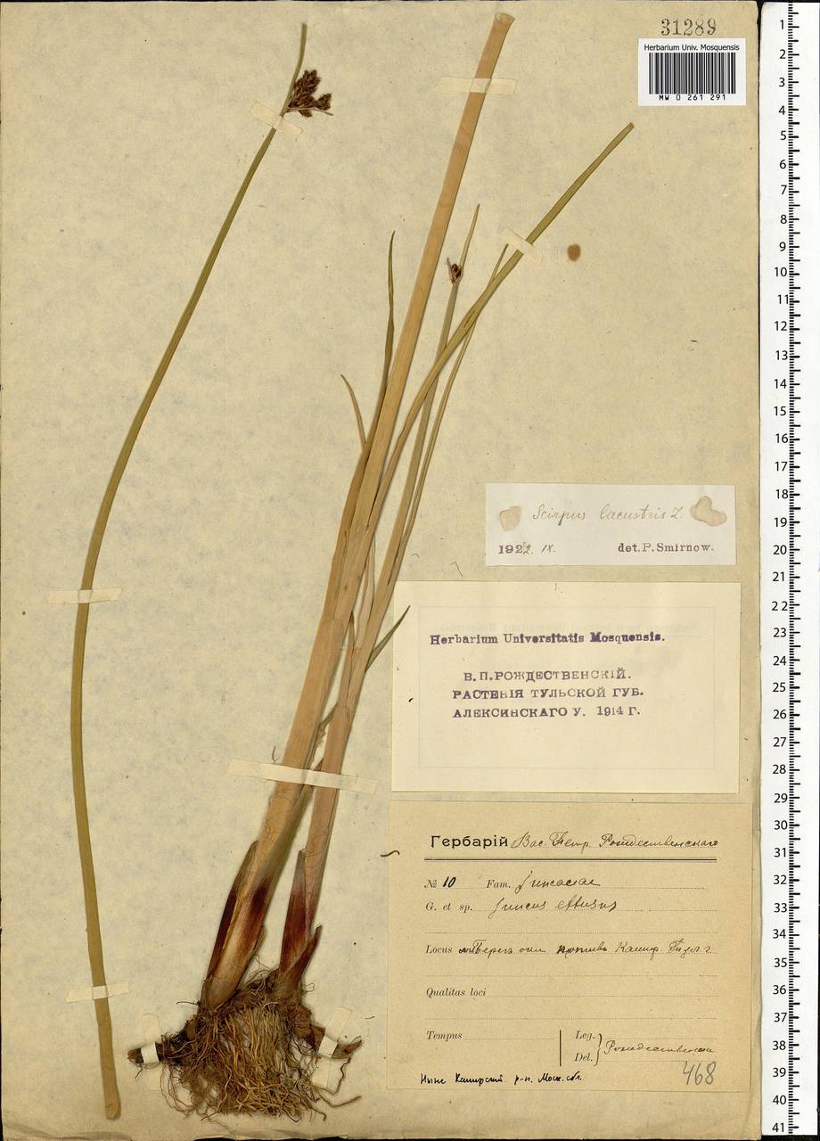 Schoenoplectus lacustris (L.) Palla, Eastern Europe, Moscow region (E4a) (Russia)