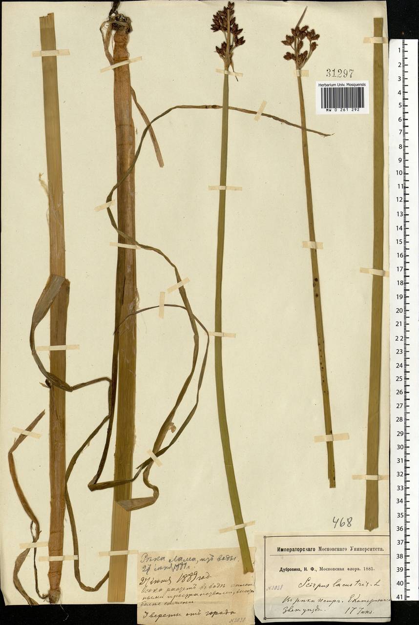 Schoenoplectus lacustris (L.) Palla, Eastern Europe, Moscow region (E4a) (Russia)