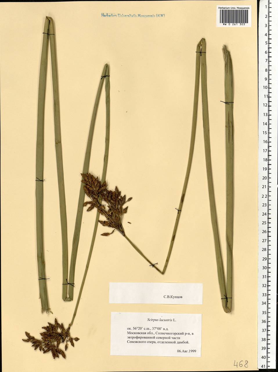 Schoenoplectus lacustris (L.) Palla, Eastern Europe, Moscow region (E4a) (Russia)