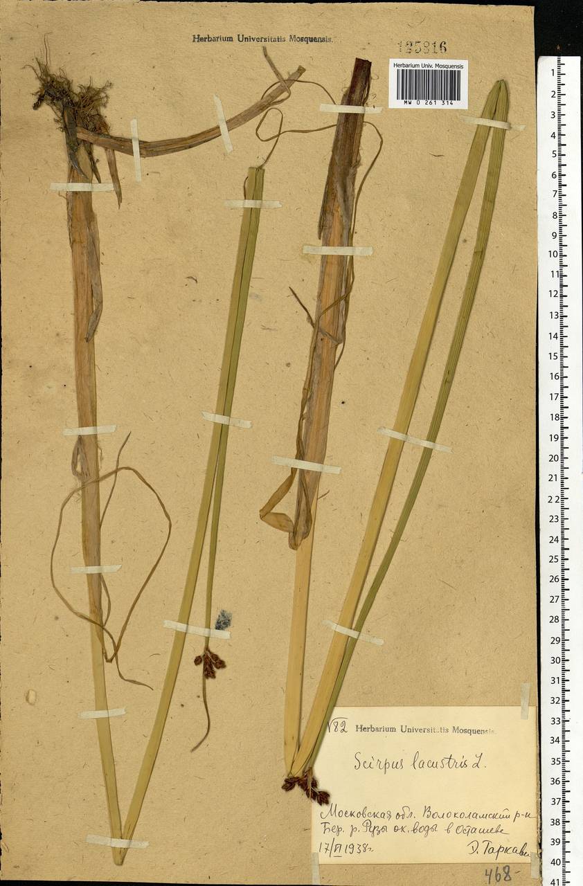 Schoenoplectus lacustris (L.) Palla, Eastern Europe, Moscow region (E4a) (Russia)