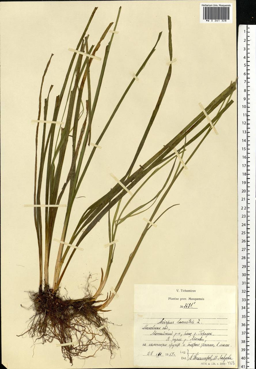 Schoenoplectus lacustris (L.) Palla, Eastern Europe, Moscow region (E4a) (Russia)