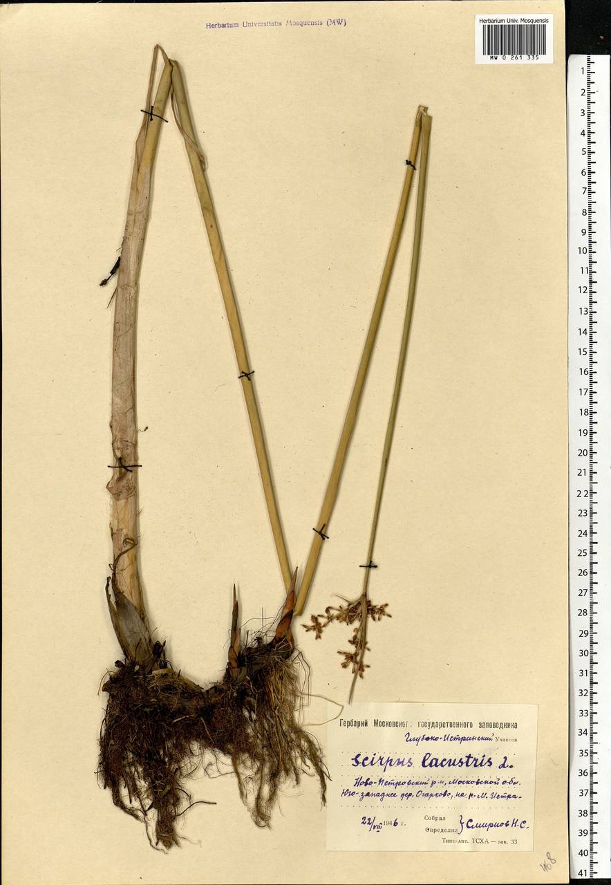 Schoenoplectus lacustris (L.) Palla, Eastern Europe, Moscow region (E4a) (Russia)